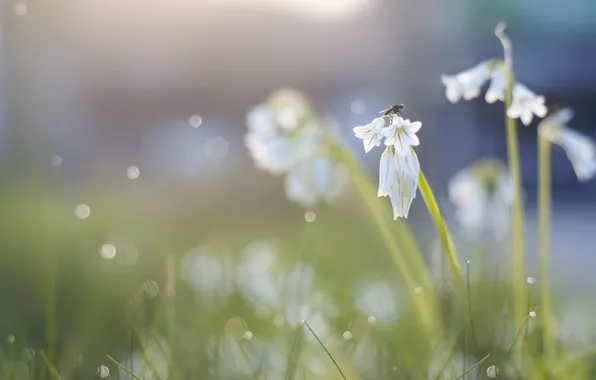 Grass, flowers, Rosa, glare, insect