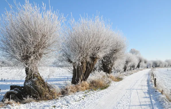 Picture frost, road, snow, trees, Winter