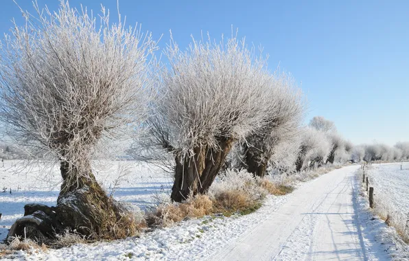 Frost, road, snow, trees, Winter