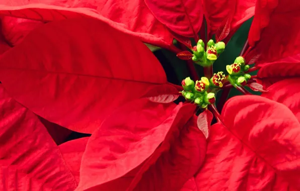 Leaves, red, Flowers