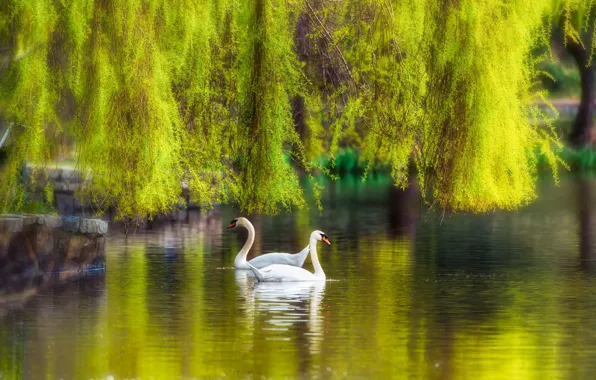 Picture trees, pond, Park, swans