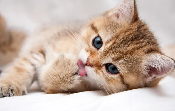 Language, cat, look, pose, kitty, red, face, light background