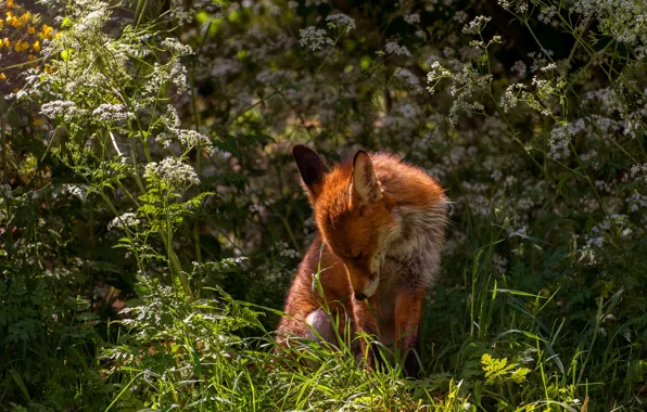 Picture greens, summer, grass, light, flowers, pose, background, Fox