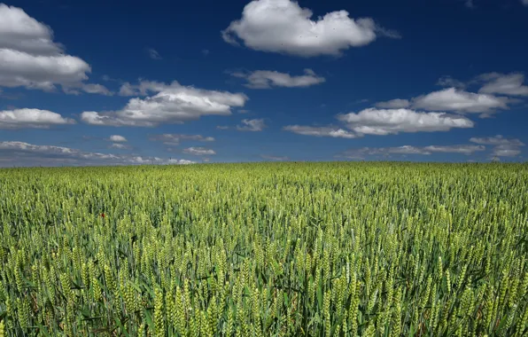 Wheat, field, the sky, blue, ears, cereals