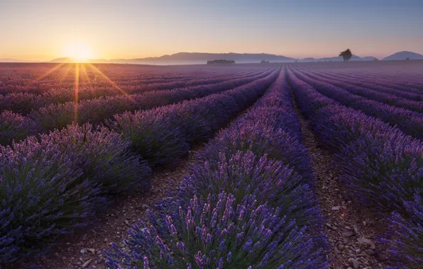 Field, the sky, the sun, rays, light, flowers, fog, pebbles