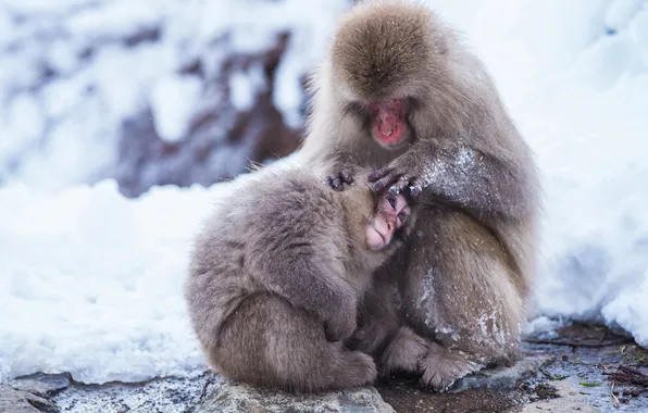 Winter, snow, nature, pose, shore, monkey, the snow, monkey