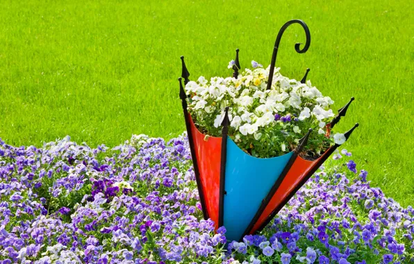 Umbrella, Pansy, flowerbed, viola