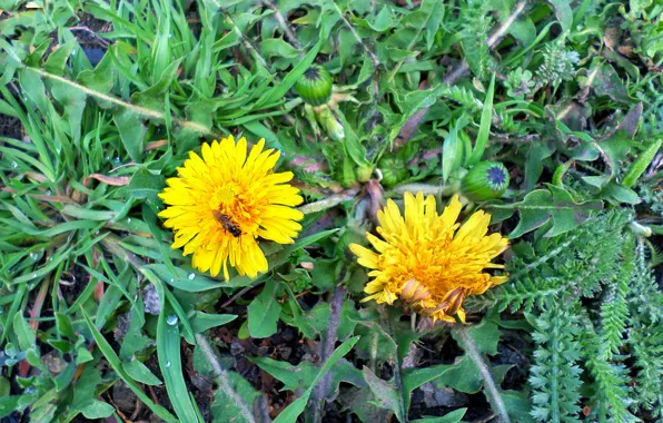 Grass, insect, dandelions, April
