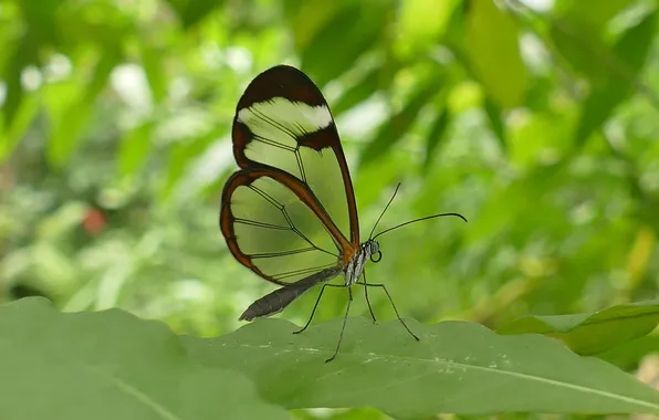 Leaves, microsemi, wings, Butterfly, insect, beautiful, closeup