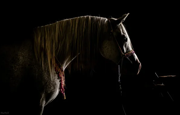 Picture background, horse, stall