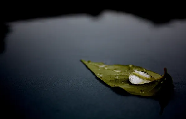 Picture surface, leaf, drop