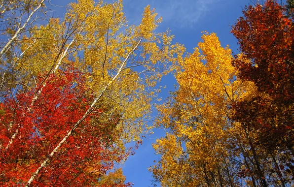 Autumn, the sky, leaves, trees, branches