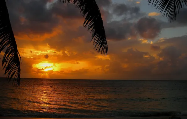 Beach, water, the sun, clouds, sunset, palm trees