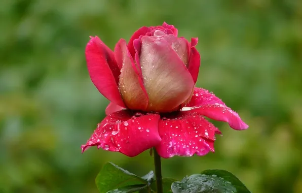 Drops, Rosa, rose, petals, Bud