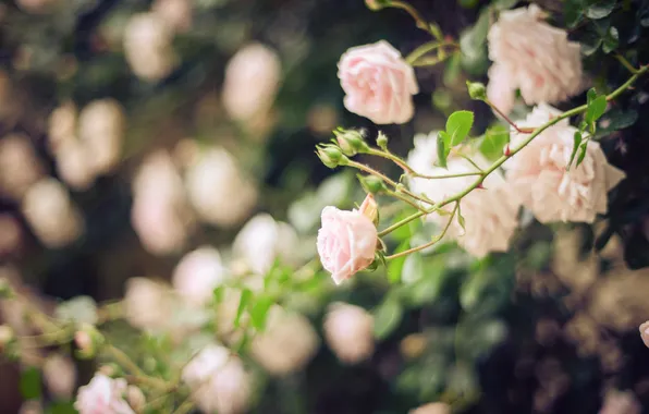 Flowers, rose, Bush