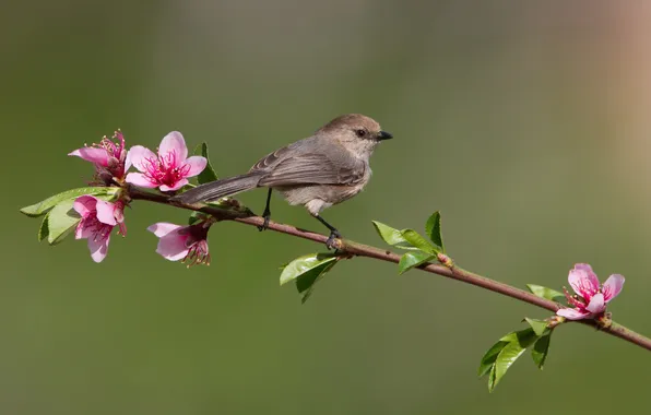 Picture leaves, flowers, bird, branch, spring