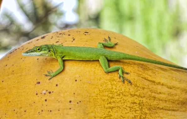 Picture lizard, pumpkin, bokeh