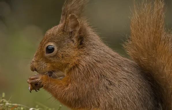 Picture protein, tail, squirrel, rodent