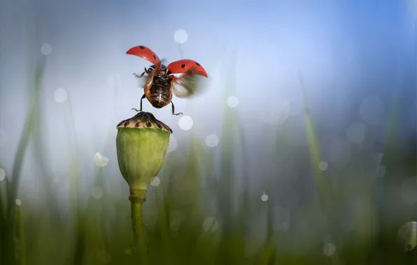 WINGS, FLIGHT, FLOWER, BUD, LADYBUG, MAC