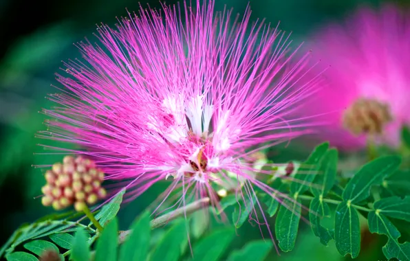 Picture flower, leaves, nature, exotic