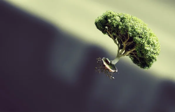 Tree, plant, weightlessness, soaring