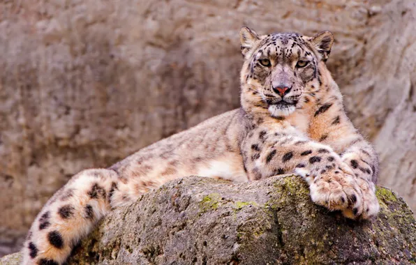 Picture look, Wallpaper, stone, beautiful, lies, IRBIS, snow leopard