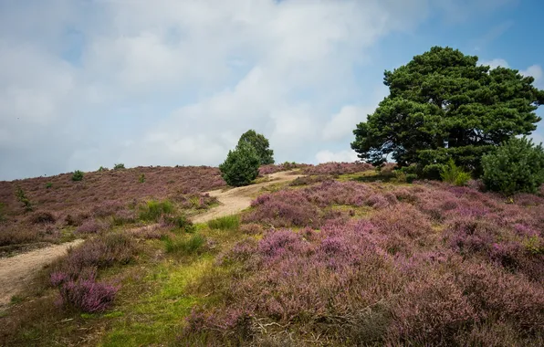 Trees, flowers, hill, Heather