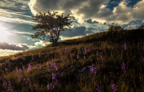 Field, the sun, clouds, flowers, tree, slope, meadow