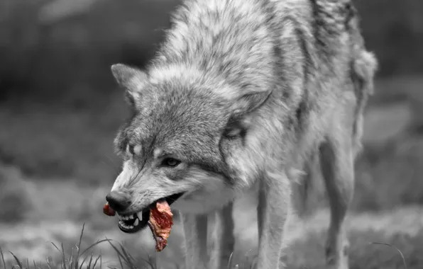 Nature, snow, predator, face, animal, wolf, wolves, wildlife