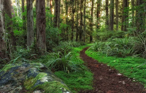 Greens, forest, grass, trees, stones, New Zealand, path, Dunedin