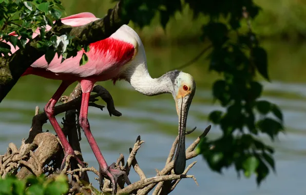 Trees, branches, bird, foliage, pond, driftwood, roseate spoonbill, Wallpaper from lolita777