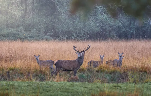 Field, grass, nature, rain, deer, deer, the bushes
