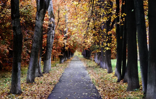Picture autumn, landscape, nature, Moscow