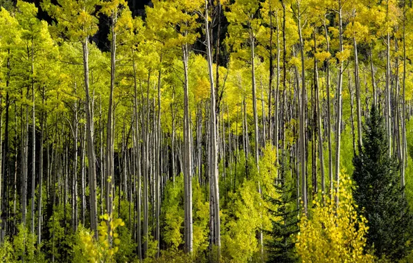 Autumn, forest, trees, nature