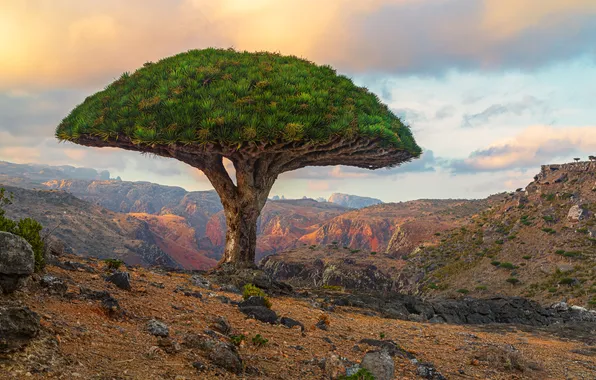Mountains, nature, tree, Komodo, dragon tree
