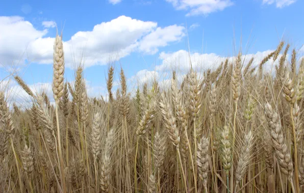 Picture wheat, summer, harvest, bread