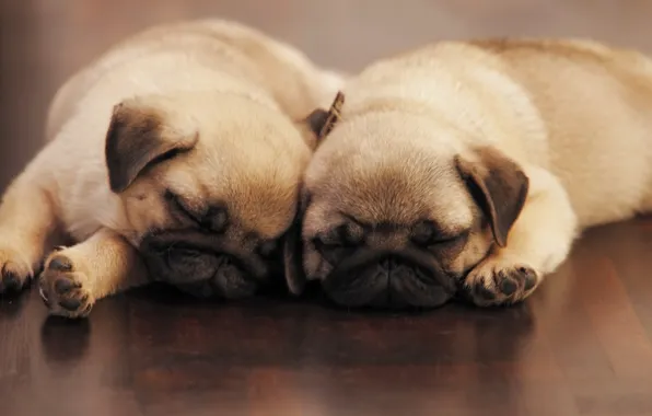 Dogs, comfort, house