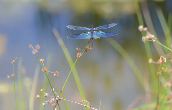 Picture flower, macro, dragonfly, insect