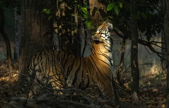 Forest, light, branches, tiger, pose, shadows, looking up