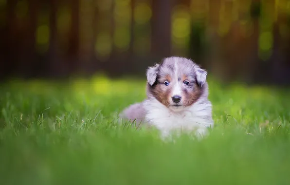 Grass, look, nature, background, portrait, dog, small, baby