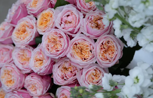 Flowers, roses, bouquet, pink, white, different