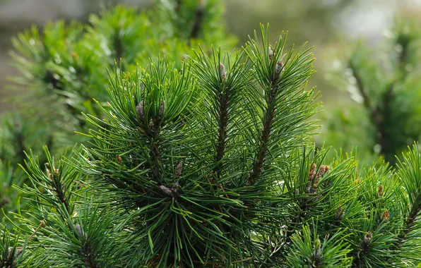 Tree, pine, twig