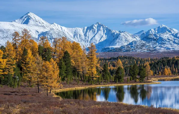 Autumn, forest, trees, mountains, lake, Russia, The Altai Mountains, The Altai mountains
