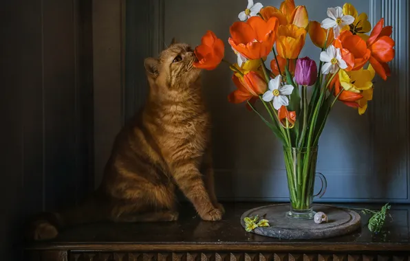 Cat, cat, flowers, table, animal, glass, tulips, daffodils