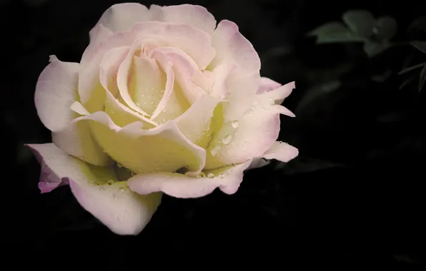 Flower, drops, macro, Rosa, dark, rose, gentle