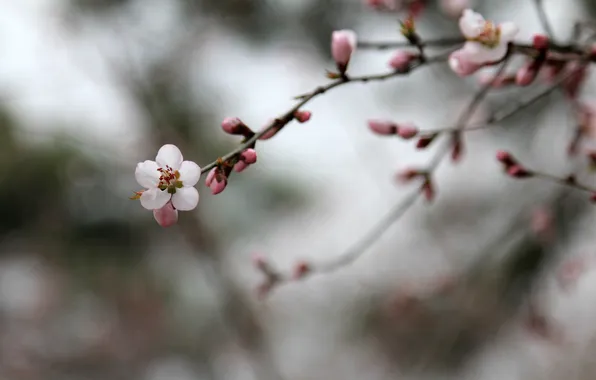 Picture pink, flowers, china, plum flower
