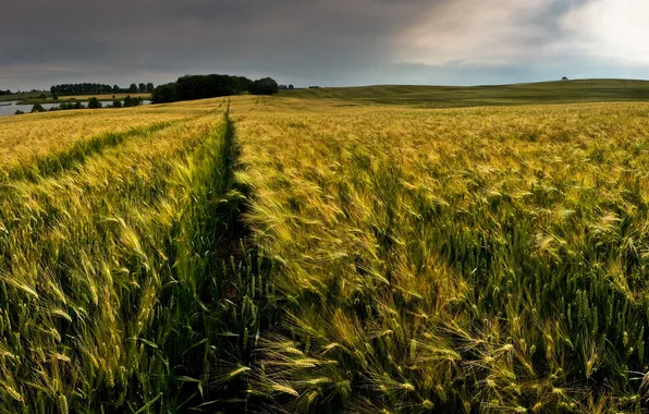 Picture field, horizon, spikelets, colsa