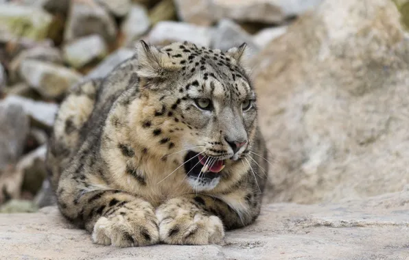 Picture cat, face, IRBIS, snow leopard