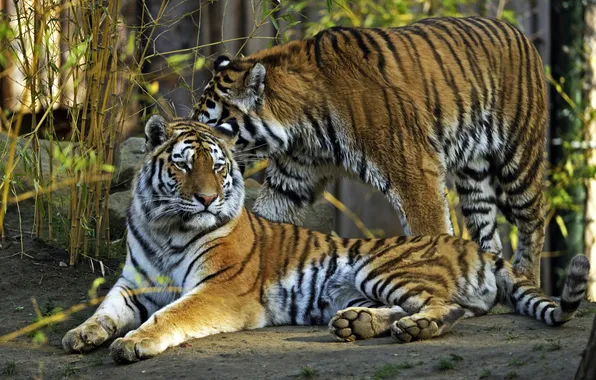 Picture cats, tiger, pair, Amur