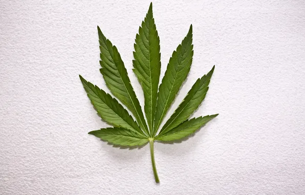 Picture Leaf, Weed, White Wall, Cannabis